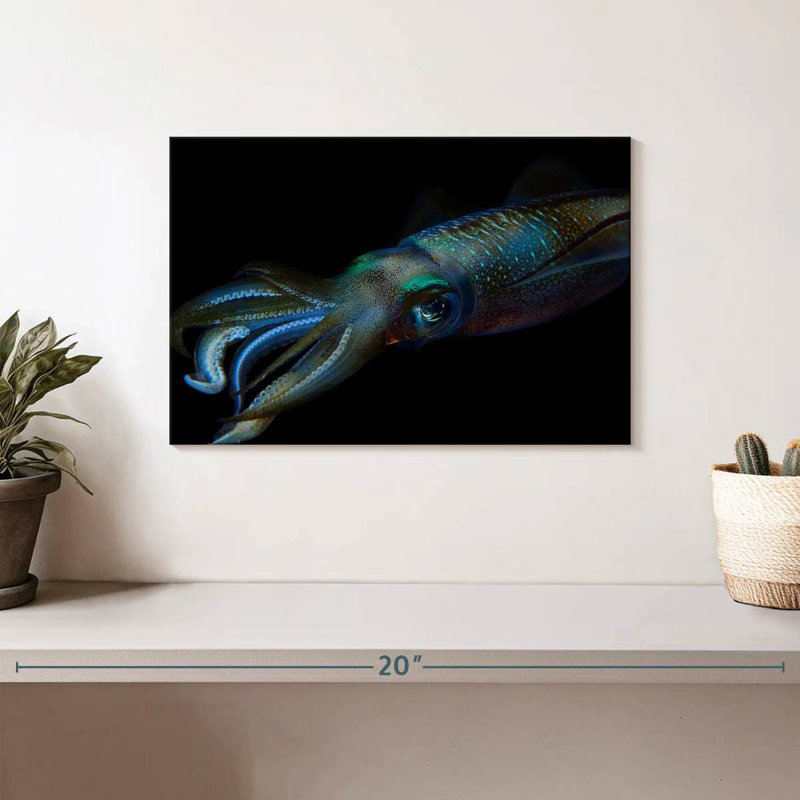Bigfin Reef Squid, 8" H x 12" W