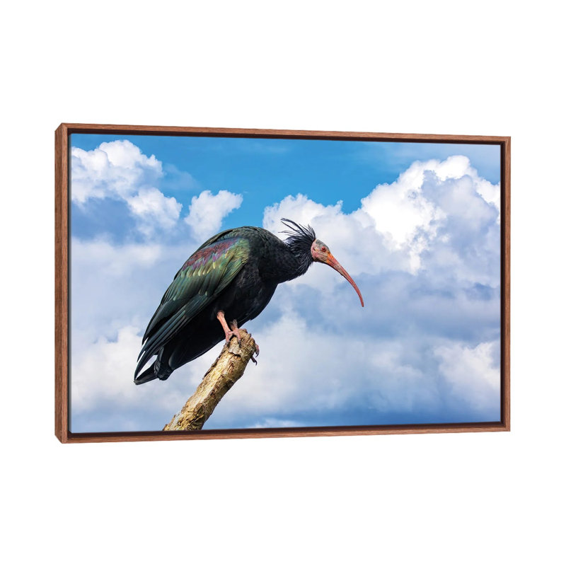 Vue de côté de l'ibis chauve du Nord - reproduction d'art murale - toile encadrée, 40 po x 26 po, Framed Canvas, Brown