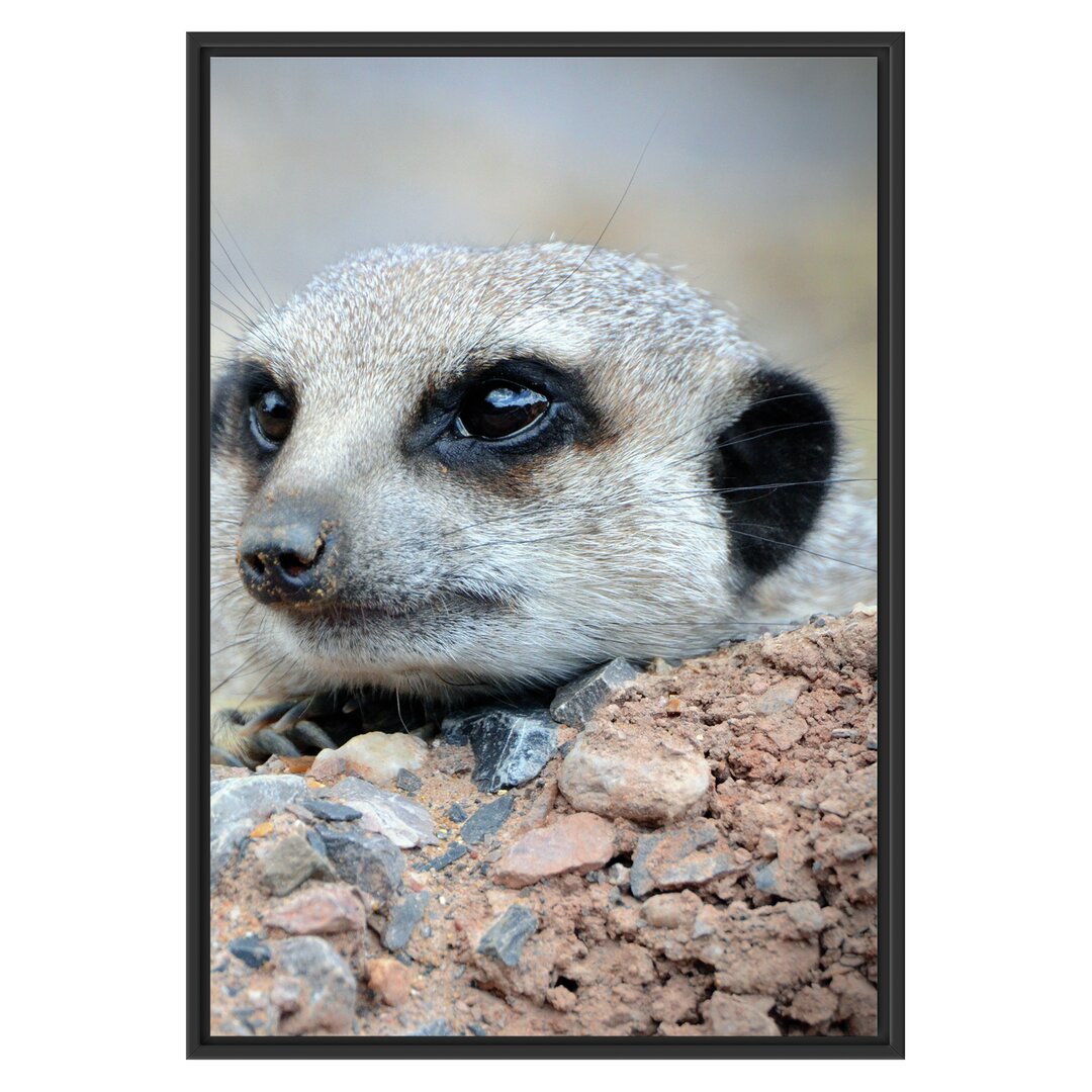 Gerahmtes Poster Erdmännchen auf Steinen