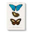 Butterfly Illustrations PL. 6 by Charles D Orbigny - Wrapped Canvas-55362236