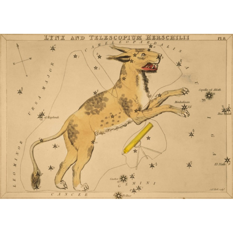Lynx par Grand archives - reproduction encadrée d'une seule photo sur papier, Encadrement doré, H 32 po x l 45 po