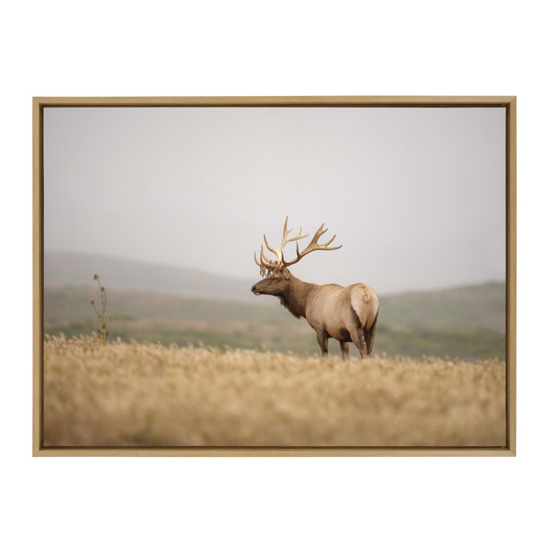 «Tule Elk No 3» par Crystal Lynn Collins, reproduction d'art sur toile encadrée