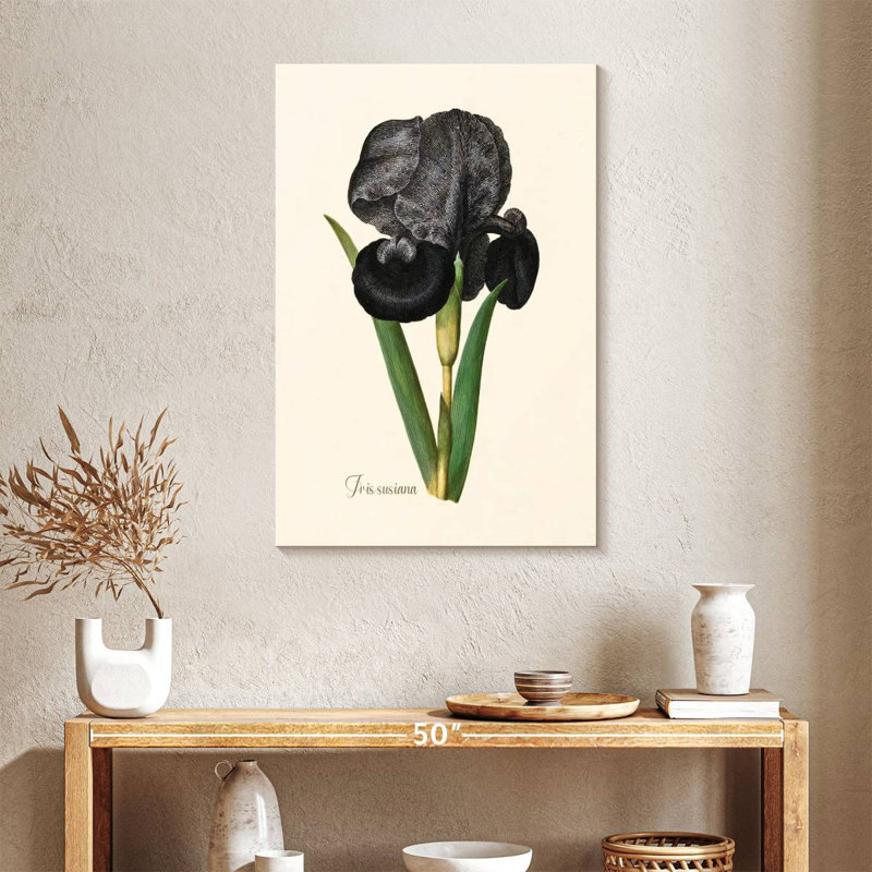 Iris Susiana, 36" H x 24" W