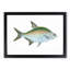 Bream Fish by Edward Donovan - Framed Print-55513200-55513206
