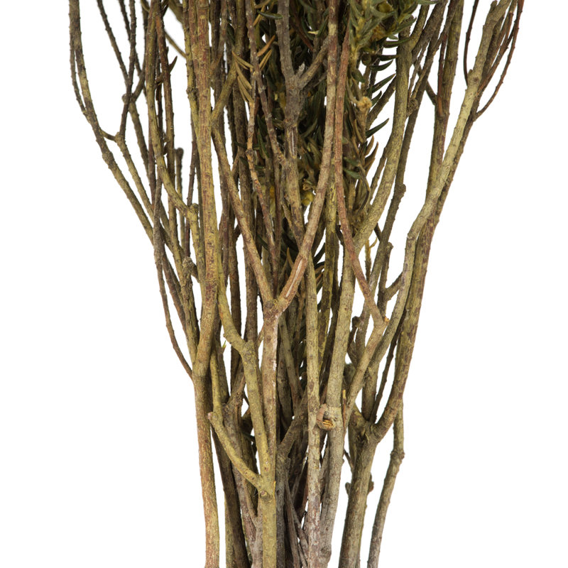 Preserved Cotton Phylica Arrangement