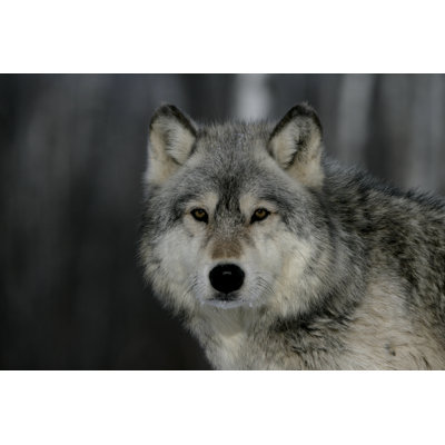 Grey Wolf by MikeLane45 - Wrapped Canvas Print