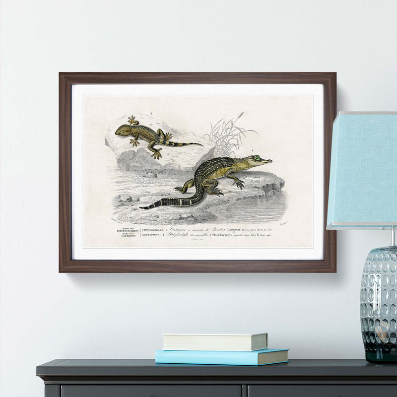Alligator And Lizard Illustration by Charles D'Orbigny - Single Picture Frame Painting, 33cm H x 45cm W x 2cm D