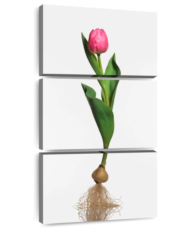 Ampoule de jardin tulipe, H 27 po x l 12 po