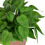 8 plantes