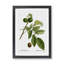 English Walnut Tree by Pierre-Joseph Redoute - Framed Print-48221501-48221502