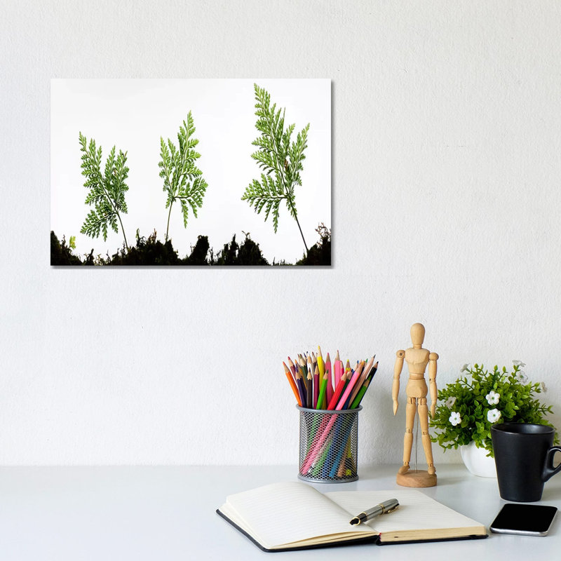 Fern Trio I by Stefan Hefele - Gallery-Wrapped Canvas Giclée on Canvas, Canvas, 20.32 cm H x 30.48 cm W