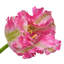 Perroquet doux au toucher 28 po -1420486991