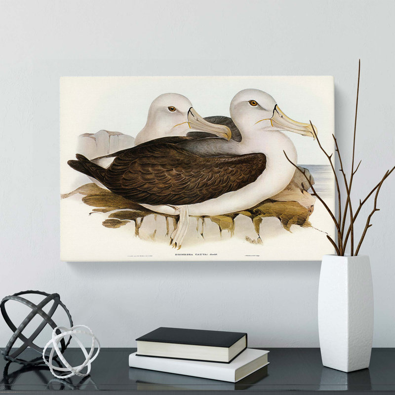 Two Albatross Birds by Elizabeth Gould - Wrapped Canvas, 40cm H x 60cm W x 3cm D
