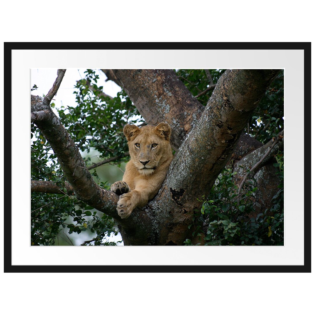 Gerahmtes Poster Schöne Löwin auf Baum