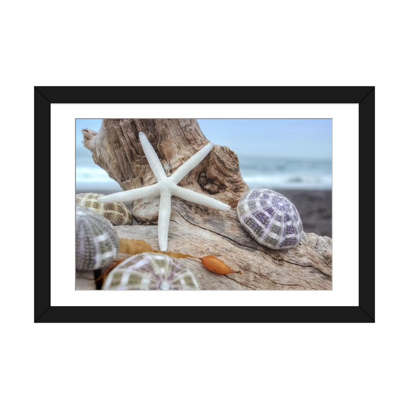 «Crescent Beach Shells VII», reproduction de photo sur toile, Papier d'art encadré noir, Blanc, H 24 po x l 32 po x P 1 po