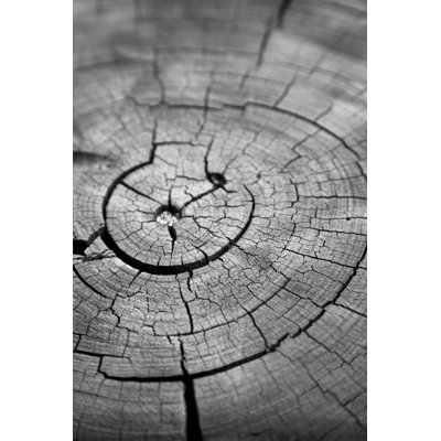 Cracked Tree Rings by Dan_Prat