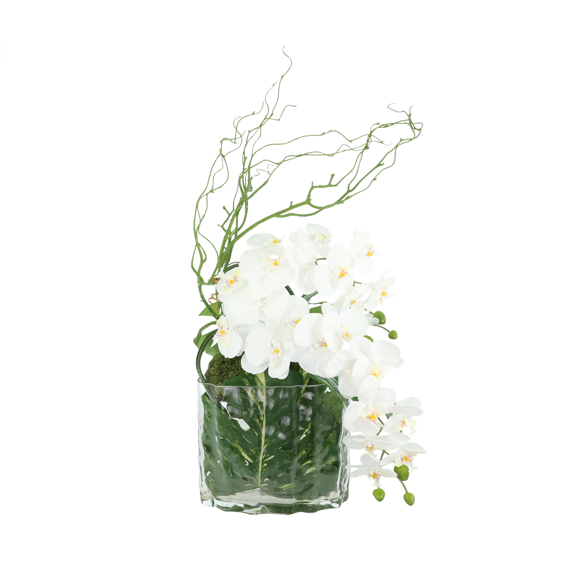 Primrue Orchid Arrangement with Philodendron in Vase | Wayfair
