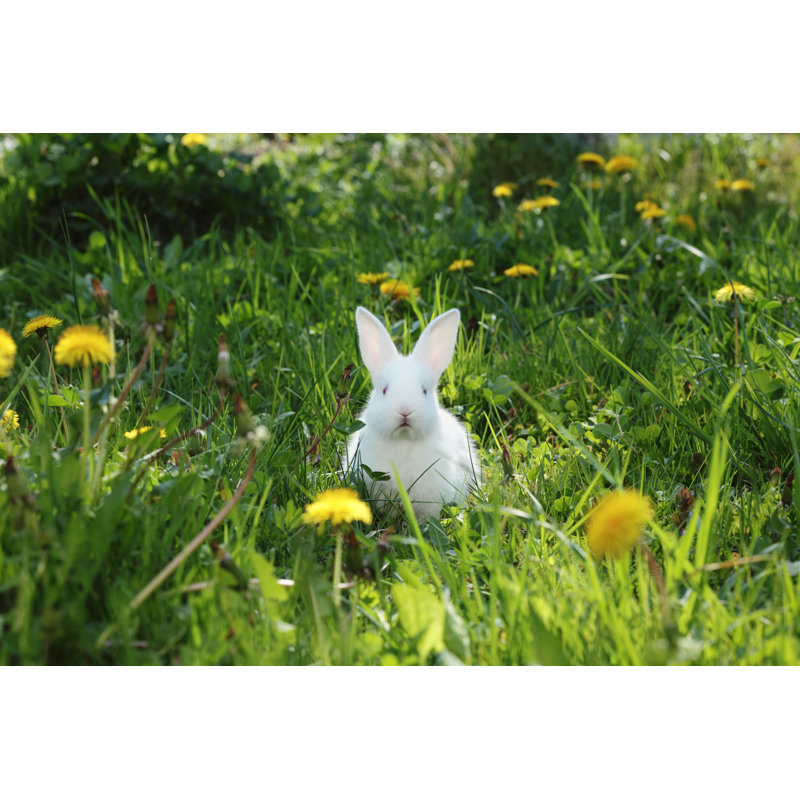 Joli lapin par Floriana, H 24 po x l 36 po