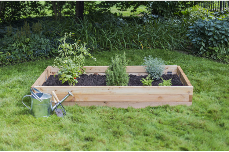 A retangular wood raised bed garden with some vegetable plants and a watering can