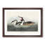 Crested Grebe by John James Audubon - Picture Frame Painting Print-55490524-55490520