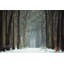 Winer Alley - Peinture-1094532821-1081767975-1081767993