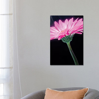 Ray Of Light Pink Gerber Daisy by Glauco Meneghelli - Wrapped Canvas Print