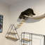 Ensemble de tablettes murales Cat
