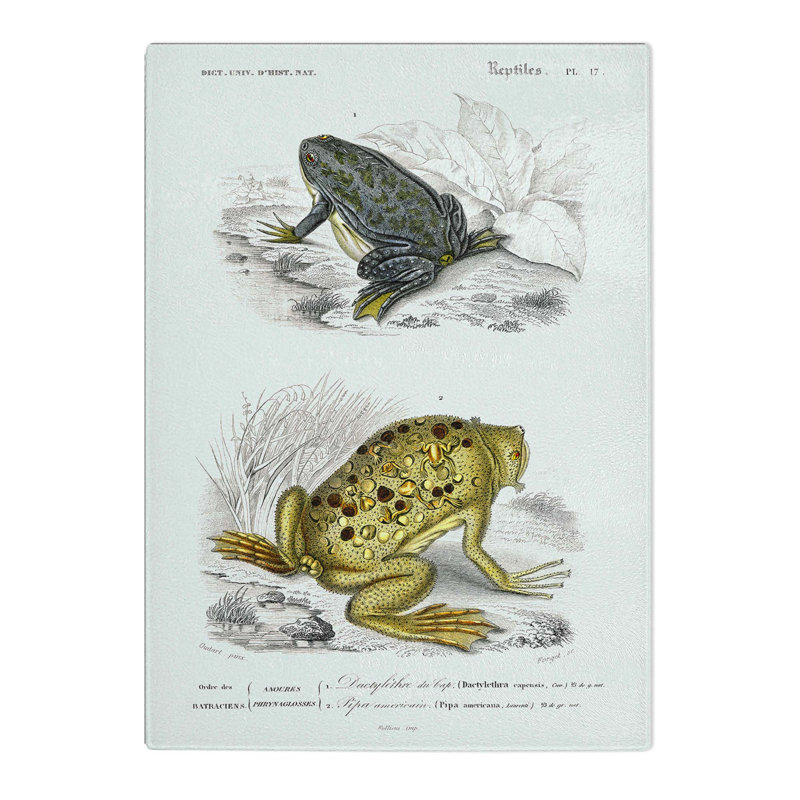 Tempered Glass Frog and Toad Illustration by Charles d'Orbigny Chopping Board, 28.5cm W x 20cm L
