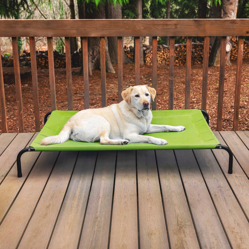 Elevated Cot Pet Bed, Green, 8" H x 36" W x 54.5" D