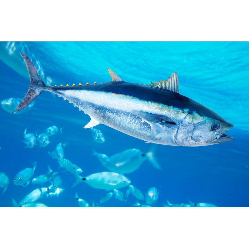 " Bluefin Tuna " by Lunamarina, 8'' H x 12'' W
