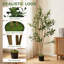 120cm Plant
