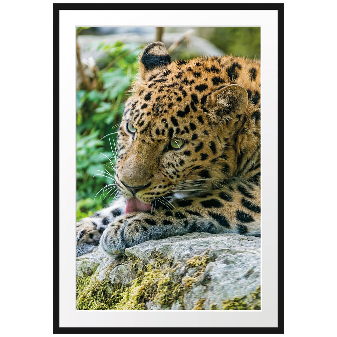 Gerahmtes Poster Leopard beim Putzen