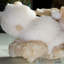 Scolécite sur Stilbite