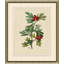 Wilts Red Berries I Framed Graphic Art