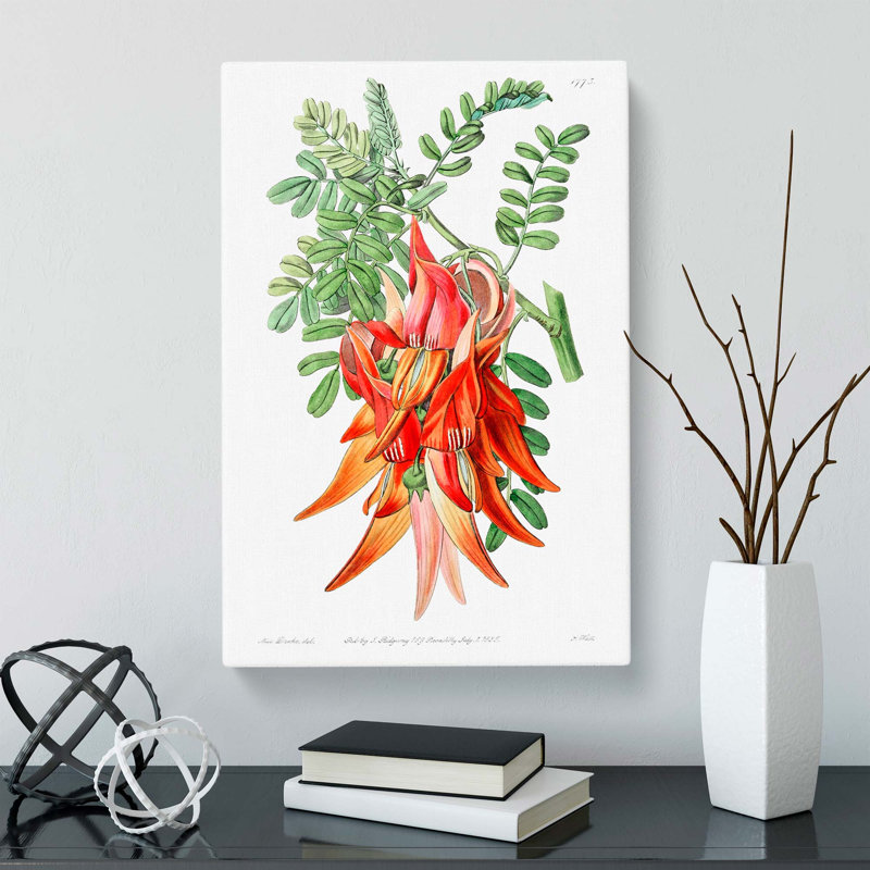Orange Clianthus Flowers - Wrapped Canvas, 60cm H x 40cm W x 3cm D