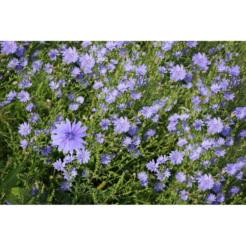 Chicory Flower - Wrapped Canvas Print, 30cm H x 46cm W x 3.8cm D