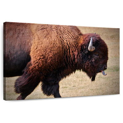 Bison qui remue la langue