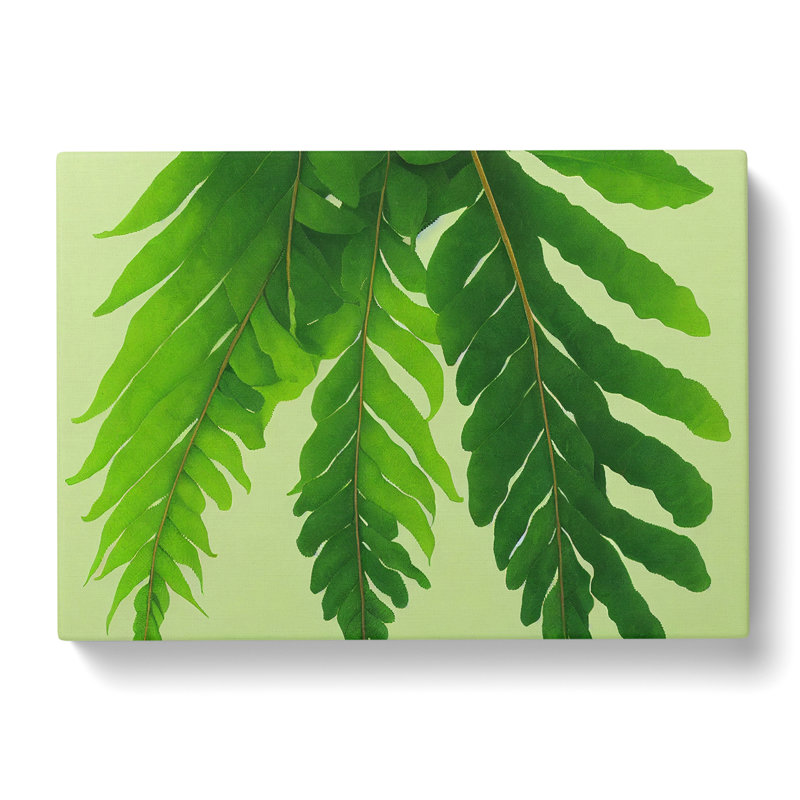 Unusual Fern Leaf - Wrapped Canvas, 35cm H x 50cm W x 3cm D
