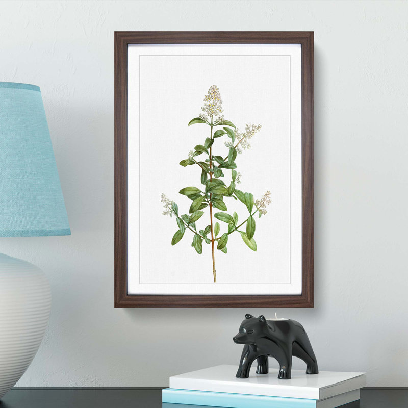 Wild Privet Flowers by Pierre-Joseph Redoute - Picture Frame Painting Print, Walnut Framed, 36cm H x 27cm W x 2cm D
