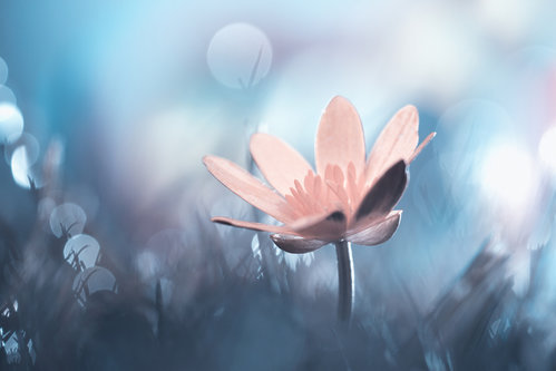 Wrapped Canvas Print, 60.96 cm H x 91.44 cm W