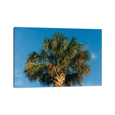Charleston Palm Tree by Bethany Young - Print on Canvas
