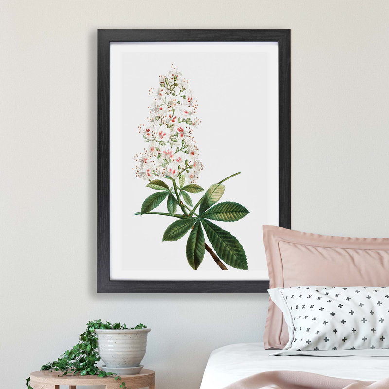 Horse Chestnut Tree Flowers by Pierre-Joseph Redoute - Single Picture Frame Painting, 24cm H x 33cm W x 2cm D, Black