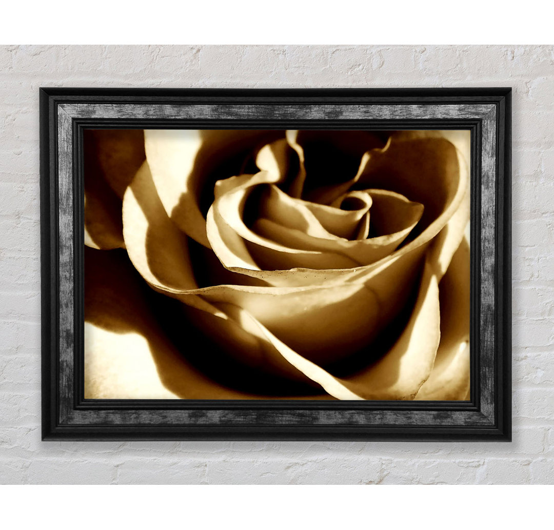 Sepia Rose - Druck