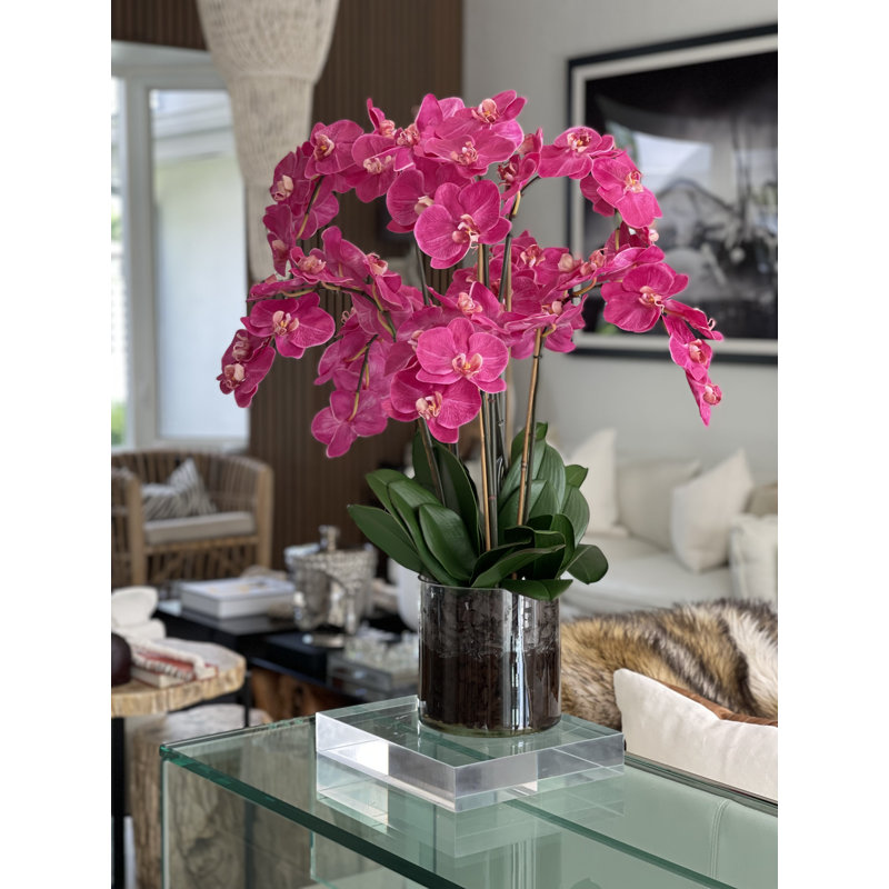 Blooming Orchid in Vase, Pink