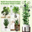 Lot de 2 treillis de 76 cm de haut pour plantes grimpantes en pot d'intérieur, treillis de jardin extensible en métal pour plantes grimpantes