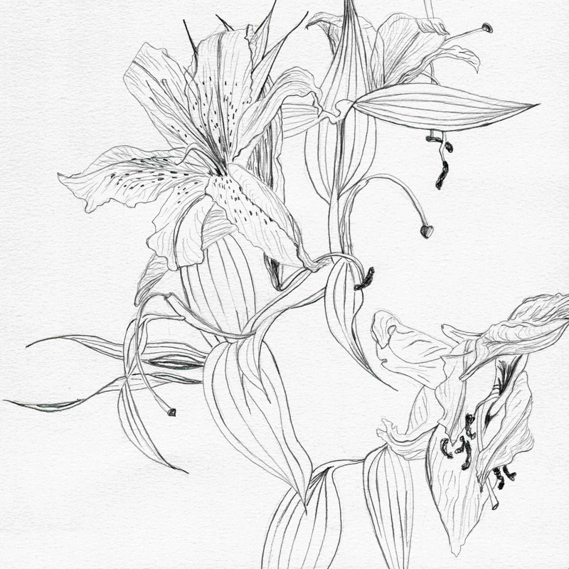 Crayon lys - impression sur toile tendue, H 12 po x l 12 po, Non, Cadre simple noir