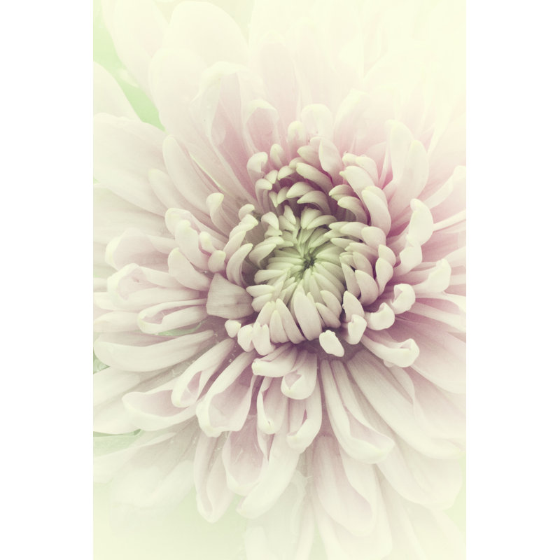 Flowers Aglow IV by Judy Stalus - Painting Print, 91 cm H x 61 cm W , Wrapped Canvas