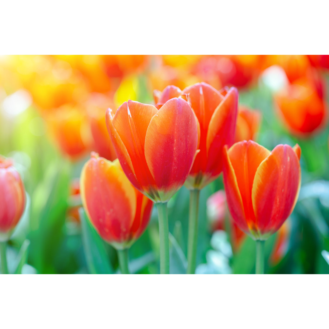 Leinwandbild Tulpenblüte mit grünem Blatt