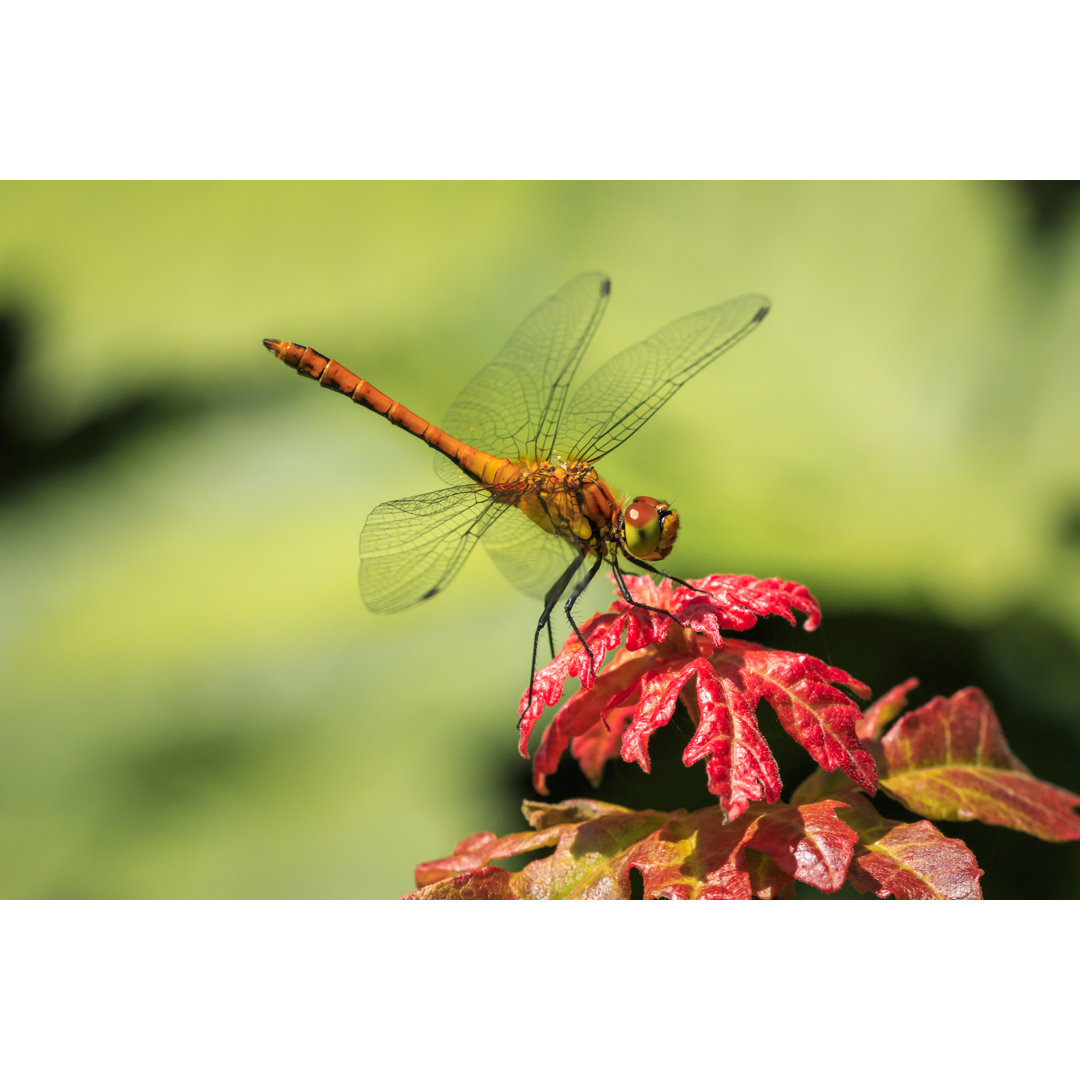 Close Up Libelle von Sander Meertins - Leinwandbild