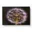 A Dandelion In Abstract - Wrapped Canvas-55300743